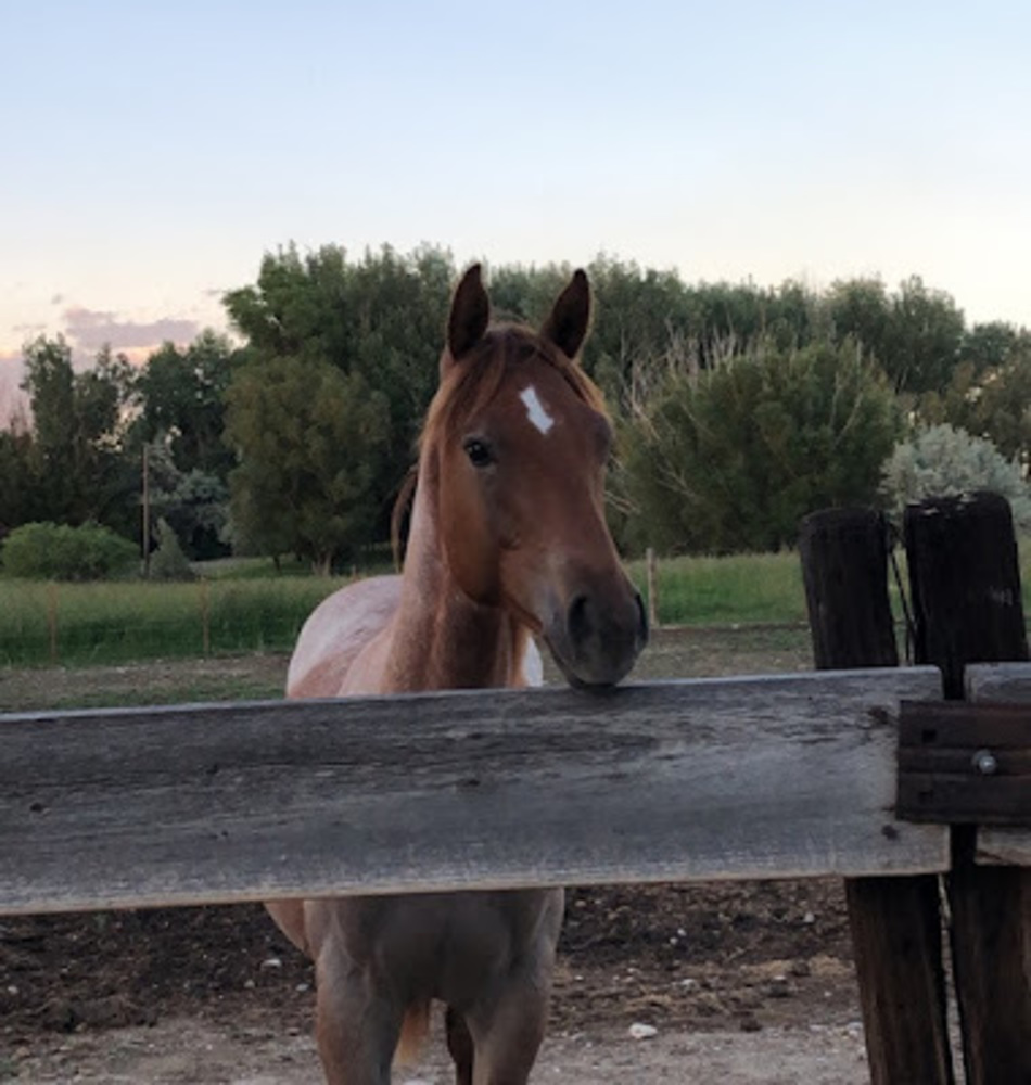 Meet your Posher, Easton